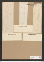 Amphiprora lepidoptera var. samaensis Grun. (de-Toni-Nr.: Genus 29, Species 1907) Zeichnungen Sammlung Grunow Nr. 2516 (NHMW-BOT-W0369684)